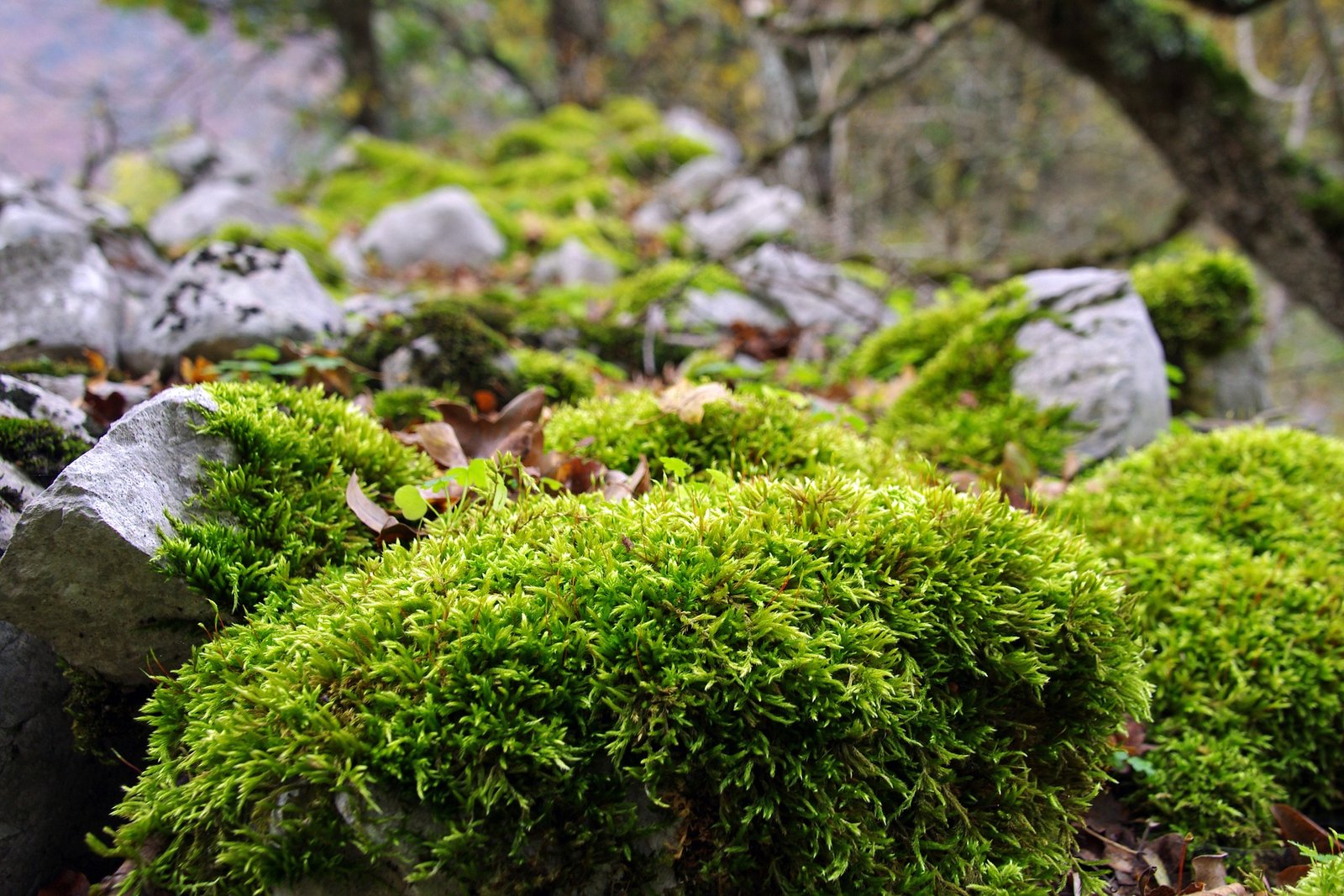 Camosciara, Parco Nazionale d'Abruzzo, Lazio e Molise