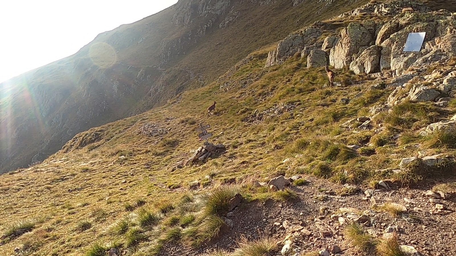 rifugio FALC, camoscio, valbiandino