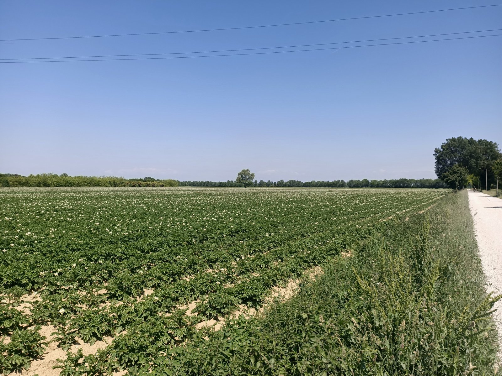 Via Pezzana, Via Triestina Mestre, Ciclabile, Boschi di Mestre