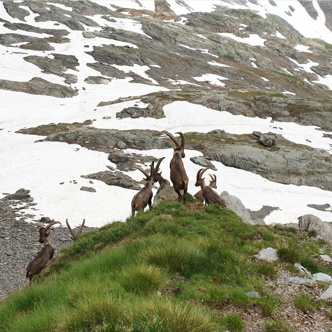 Pizzo Redorta, Rifugio Antonio Curò, Alpi Orobie bergamasche