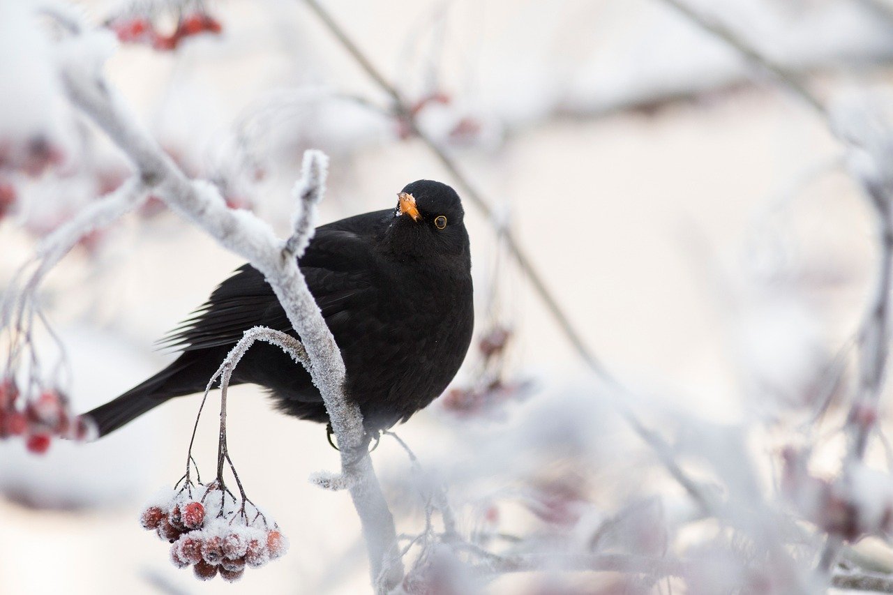 parchi naturali da esplorare in van in inverno